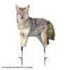 Montana Decoy Song Dog Coyote Decoy -Outdoor Hunting Shop 3220030